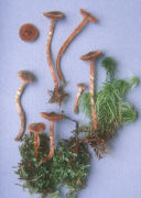 Cortinarius flexipes 2 Mushroom