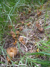 Cantharellus infundibuliformis2