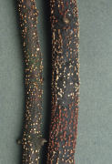 Nectria cinnabarina Mushroom