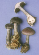 Cortinarius violaceus3 Mushroom