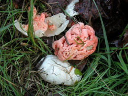 Clathrus ruber Ronnie Mushroom