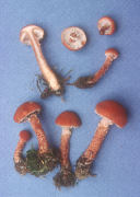 Cystoderma cinnabarinum Mushroom