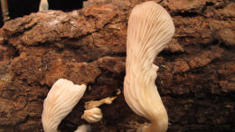 Hohenbuehelia geogenia2
