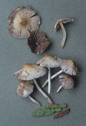 Psathyrella candolleana5 Mushroom