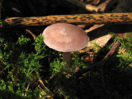 Mycena pura5