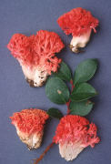 Ramaria araiospora var rubella Mushroom