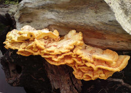 Laetiporus sulphureus   008