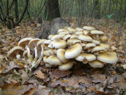 Armillaria mellea4.jpg