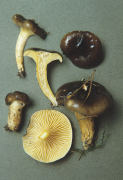 Hygrophorus hypothejus2 Mushroom