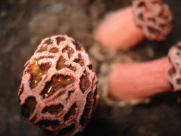 Lysurus perifragmoides e Mushroom