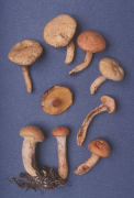Suillus decipiens Mushroom