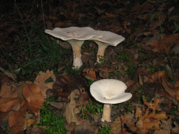 Clitocybe geotropa