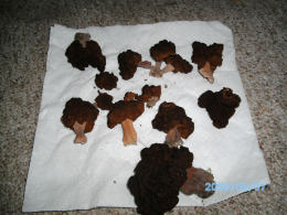 Gyromitra esculenta3