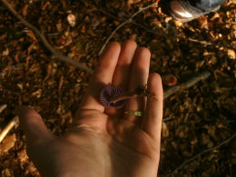 Laccaria amethystea