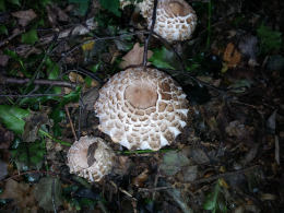 Agaricus bohusii 6