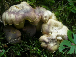 Cantharellus amethysteus GK3