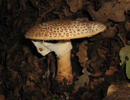 Lepiota aspera