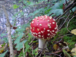 Amanita muscaria 26