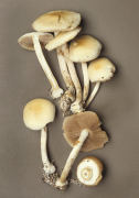 Agrocybe praecox Mushroom