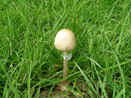 Panaeolus semiovatus