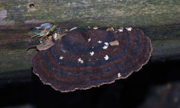 Ischnoderma resinosum5