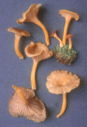 Cantharellus ignicolor Mushroom