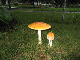 Amanita muscaria 26