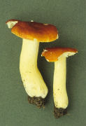 Russula aurea Mushroom