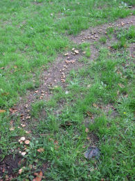 Marasmius oreades4