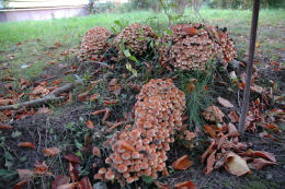 Hypholoma fasciculare4