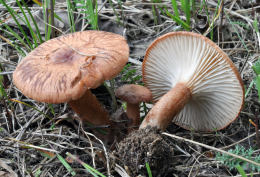 Clitocybe sinopica