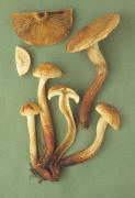 Tricholoma psammopsis Mushroom
