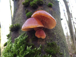 Flammulina velutipes Lynn Pepper 3