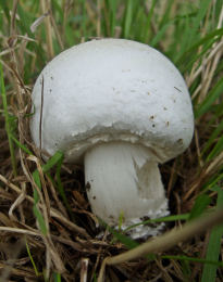 Agaricus campestris7.jpg