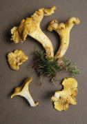 Cantharellus cibarius 5 Mushroom