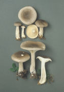 Clitocybe nebularis2 Mushroom