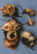 Peziza vesiculosa Mushroom