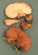 Fistulina hepatica 2 Mushroom