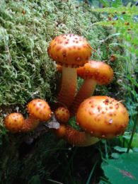 Pholiota limonella