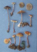 Hypholoma olivaceotinctum Mushroom