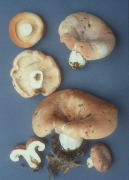 Lactarius allardii Mushroom