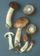 Stropharia rugosoannulata Mushroom