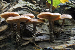 Galerina marginata Mushroom