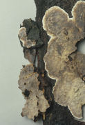 Stereum rugosum2 Mushroom