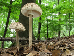 Lepiota procera4