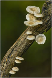Marasmiellus ramealis