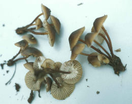 Mycena alcalina