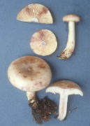 Lactarius uvidus2 Mushroom