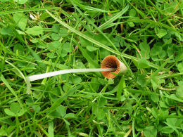 Conocybe lactea