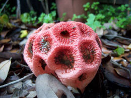 Clathrus ruber